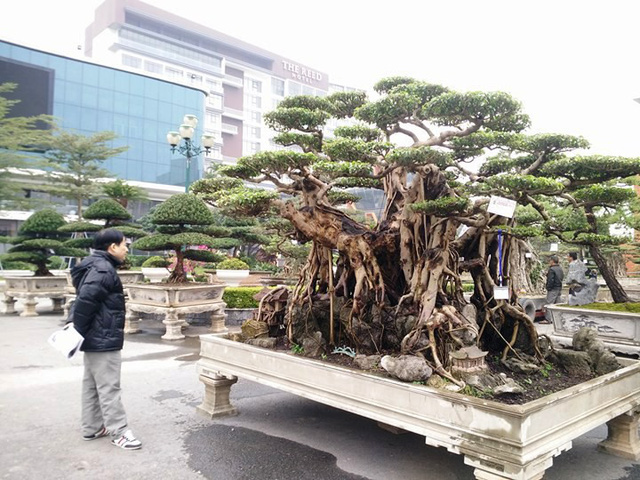 Chiêm ngưỡng những “siêu cây”, đại gia Việt bỏ 10 cây vàng đổi cây ...