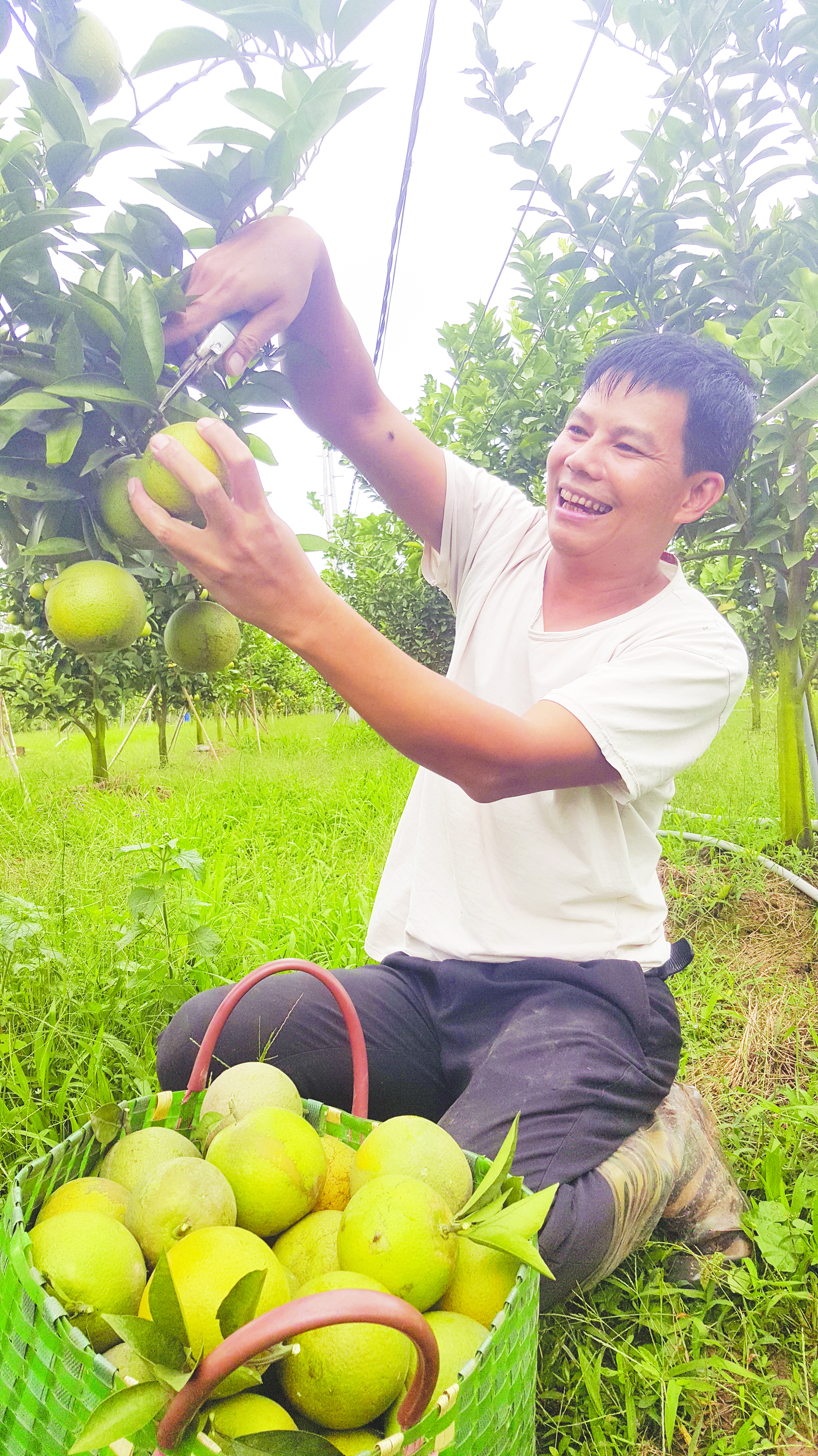 Anh Nguyễn Văn Chuy thu hoạch cam có chất lượng ngon, ngọt.