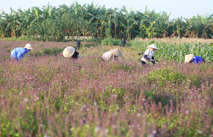 Rau húng quế mỗi năm trồng 4 vụ. Vụ chính mang về lượng tinh dầu nhiều nhất trong năm là thời điểm cuối tháng 4 dương lịch.  Gia đình chị Trần Thị Hiền (xã Hồng Thái, Phú Xuyên) có gần 10 ha đất trồng cây húng quế.