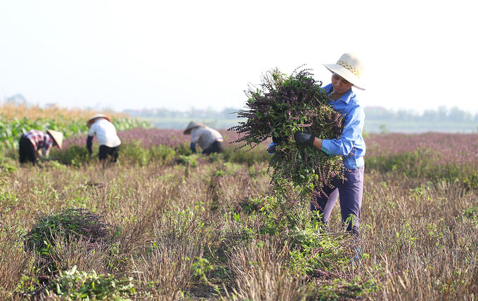 Khi thu hoạch, chủ vườn phải thuê người cắt 