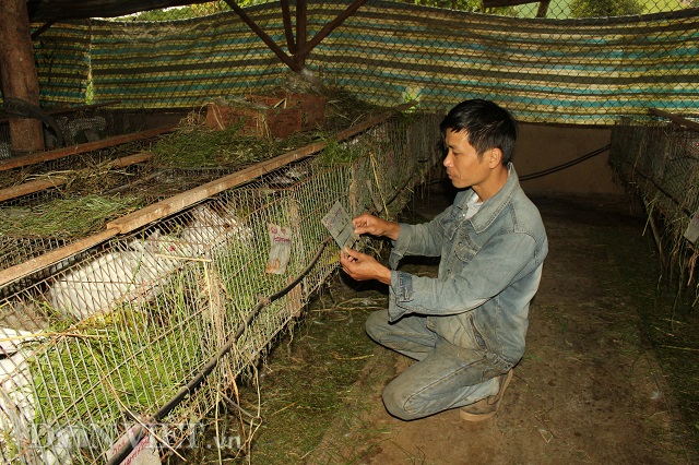 Anh Nguyễn Văn Dũng đang kiểm tra thông tin của một chú thỏ giống.