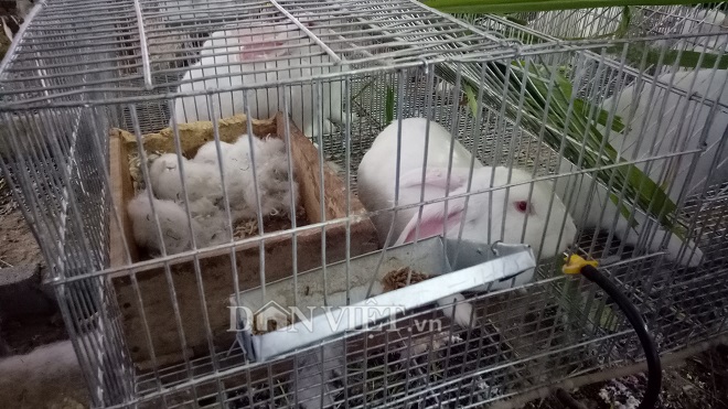 Tại trại thỏ của vợ chồng chị Tòng Thị Thơm, ống nước sạch được bố trí khá công phu trong chuồng trại, thỏ chỉ cần lè lưỡi là có nước để uống.