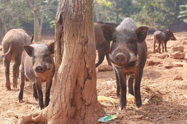 Một con lợn rừng sau khi chăn nuôi 12 tháng đạt 30 - 40kg có thể xuất bán thương phẩm với giá cao gấp 3 – 5 lần so với lợn thịt thông thường.