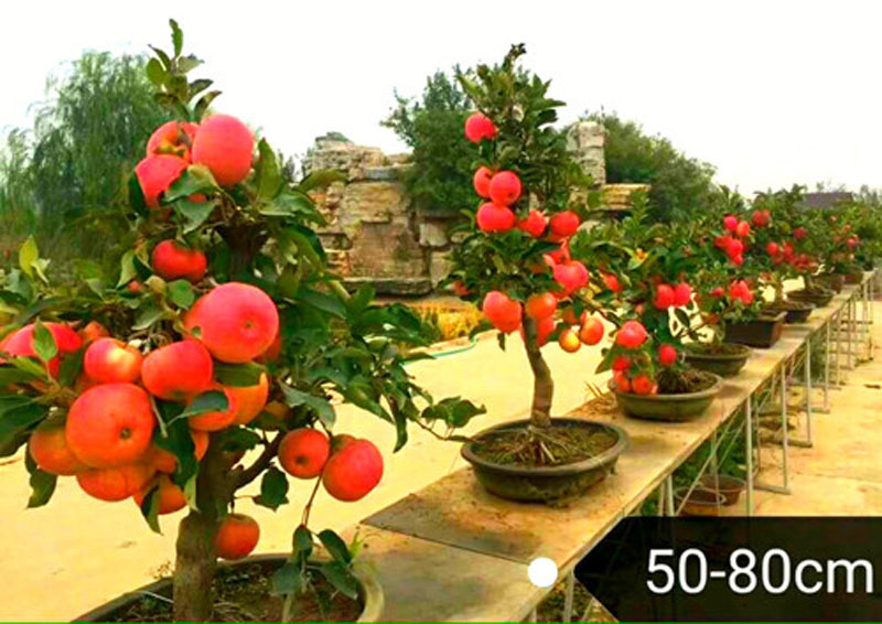  1. Cây táo cảnh  Thị trường quà Tết 2018 đang sốt với cây táo tàu cảnh vừa chơi Tết vừa ăn quả. Giá của cây này từ 900.000 - 5.000.000 đồng/chậu tùy từng cây, từng thế và số lượng quả. Ảnh: Internet.