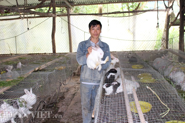 Những chú thỏ tai dài đã giúp anh Nguyễn Văn Dũng từ hộ nghèo trở nên hộ khả giả trong vòng hơn 10 năm qua.