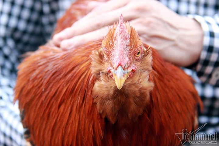 Loài gà râu đã có từ rất lâu trên mảnh đất Tiên Yên. (Ảnh: Vietnamnet)