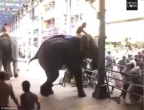 Con voi húc đổ hàng rào nơi có rất đông người đang đứng xem.