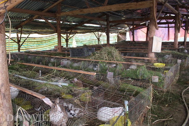 Một góc khu khu nuôi thỏ giống trong trang trại nuôi đàn tai dài của anh Nguyễn Văn Dũng.