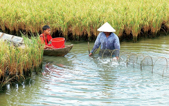 Tôm càng xanh toàn đực - lúa cho hiệu quả kinh tế cao.