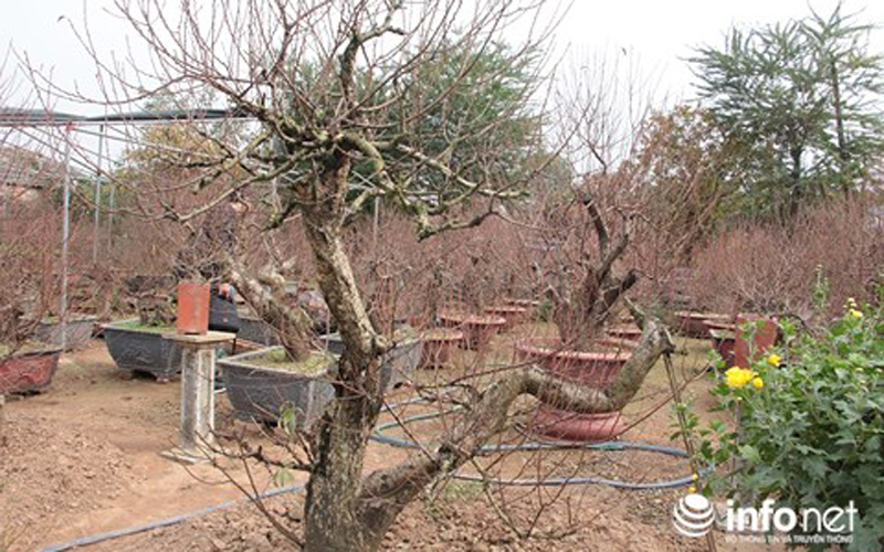 Mặc dù còn gần 2 tháng nữa mới đến Tết nhưng anh Dũng, chủ một vườn đào ở Nhật Tân cho biết, thời điểm này đã có khá nhiều khách quen đến vườn để xem cây. Khoảng nửa tháng nữa, vườn đào Nhật Tân chắc chắn sẽ rất nhộn nhịp khách đến đặt thuê, mua.
