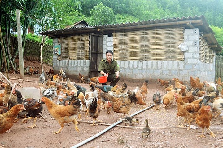 Chuồng trại chăn nuôi gà Tiên Yên tập trung của gia đình anh Đặng Minh Khìn, ở thôn Khe Cầu, xã Điền Xá, huyện Tiên Yên. (Ảnh: Báo Quảng Ninh)