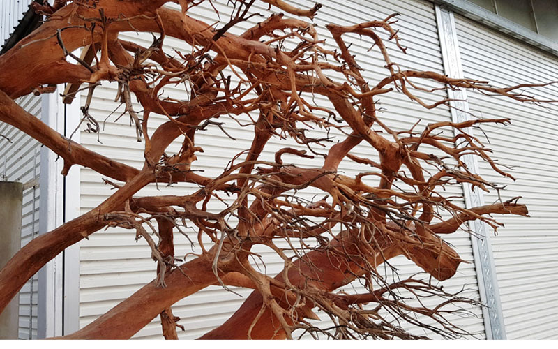 Những nhánh rễ này sẽ được thợ điêu khắc chạm trổ thành đầu rồng.