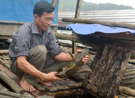 Nuôi cá chiên lồng ở Tuyên Quang. (Ảnh:tepbac.com)