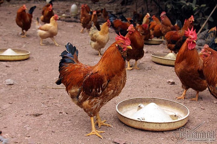 Khác với gà thường, gà Tiên Yên hay còn gọi là gà râu có chân thấp, lông màu hoa mơ, nâu, xám, tía hay tro vàng, da vàng. (Ảnh: Vietnamnet)