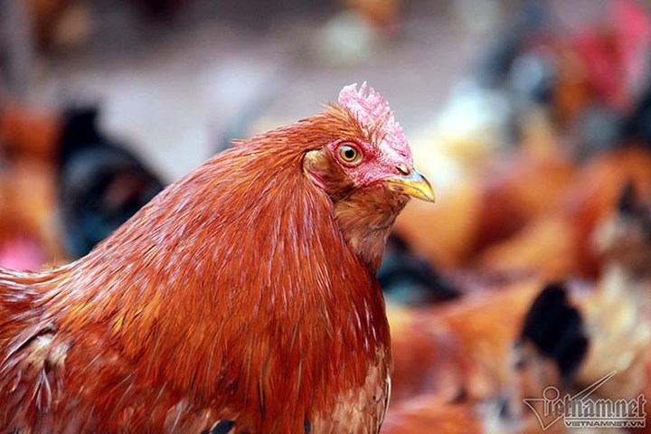 Con gà nào không có râu hoặc mũ thì phần mào phát triển hơn gà bình thường, mào đỏ chói, rất to, mọc chen lấn từ đầu mỏ cho tới hết phần đầu. (Ảnh: Vietnamnet)