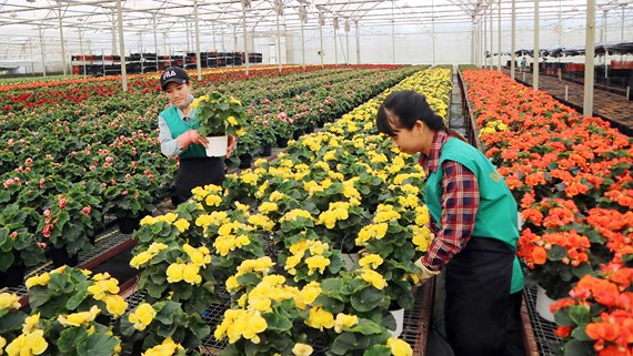 Trồng hoa chậu công nghệ cao tại Công ty Dalat Hasfarm. (Ảnh: Đoàn Sơn)