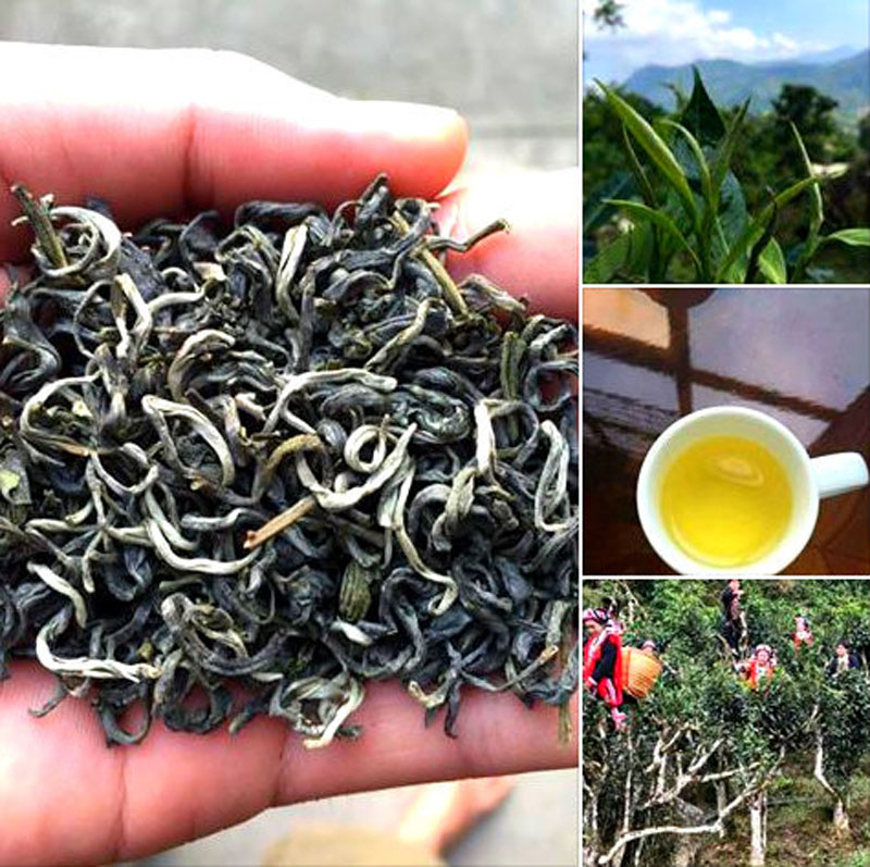 3. Trà Shan Tuyết Cổ Thụ Trà Shan Tuyết Cổ Thụ - loại trà sạch 100%, lại được chế biến bằng phương pháp thủ công - cũng là một trong những món quà tặng hút khách, giá 400.000 - 600.000 đồng/kg. 