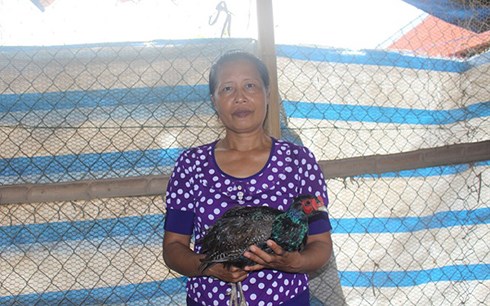 Bà Vũ Thị Lành giới thiệu giống chim trĩ xanh.