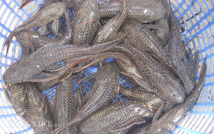 Cá lau kiếng có nguồn gốc từ Nam Mỹ, được du nhập vào Việt Nam qua đường kinh doanh cá cảnh, chủ yếu nhập từ Hồng Kông và Singapore. (Ảnh: Dân Việt)