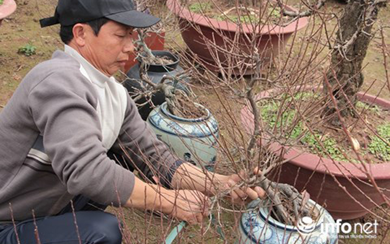  Các chủ vườn cho biết, thời điểm này chưa dám nói trước đào năm nay có được mùa hay không vì cây đào phụ thuộc rất nhiều vào thời tiết. Nếu thời tiết không biến động nhiều, cùng với kinh nghiệm nhiều năm của người dân thì có thể điều chỉnh để đào ra hoa đúng dịp Tết.