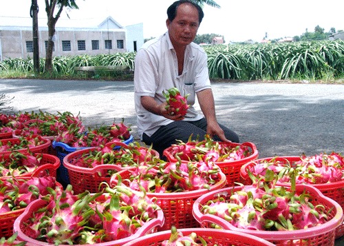 Anh Thành giới thiệu sản phẩm thanh long sạch đạt tiêu chuẩn xuất khẩu của HTX.