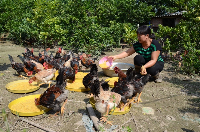 Mô hình nuôi gà Mía thuần của Trung tâm Khuyến nông Hà Nội