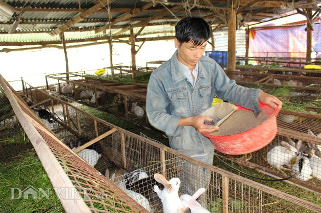 Anh Nguyễn Văn Dũng đang cho thỏ con ăn thêm cám để tăng dinh dưỡng, khỏe mạnh, lớn nhanh, đảm bảo chất lượng thịt.