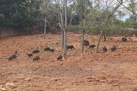Một khoảng vườn rộng để đàn lợn chạy bộ và tắm nắng.
