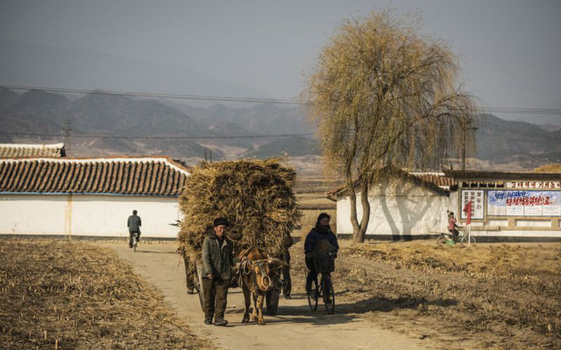 Nhiều người dân Triều Tiên vẫn kiếm sống nhờ các phương thức trồng trọt truyền thống.