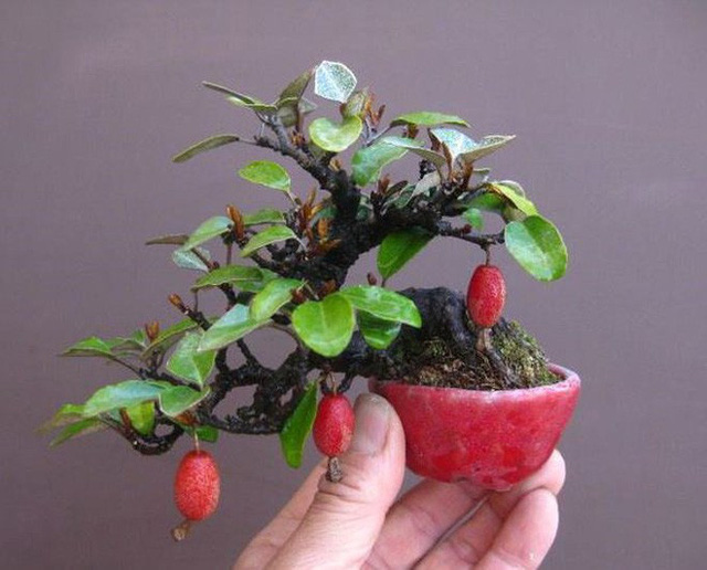 Những chậu bonsai cây ăn trái mini siêu đẹp trang trí nhà dịp Tết ...