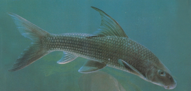 Cá Anh Vũ - một loài cá được Bộ NN&PTNT đưa vào danh mục cấm đánh bắt.