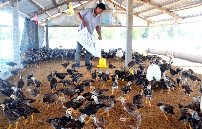 Hiệu quả từ mô hình chăn nuôi gà thịt an toàn sinh học