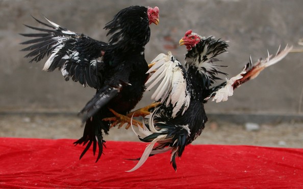 Gà chọi: Đam mê văn hoá đua gà chọi? Hãy xem hình ảnh về những chú gà đẹp và mạnh được chọn lựa kĩ càng để tham gia các trận đấu hấp dẫn nhất.