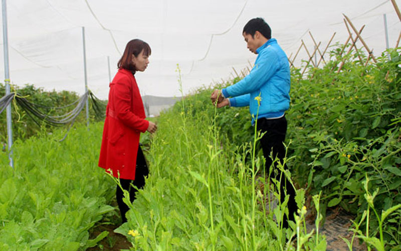 Mô hình trồng rau trong nhà lưới của gia đình anh Nguyễn Minh Tài, ở xóm Vinh Quang 3, xã Vinh Sơn (T.P Sông Công) cho thu nhập hàng trăm triệu đồng mỗi năm.