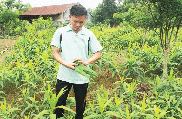 Trong trang trại được quy hoạch từng khu riêng để trồng cây thảo dược.