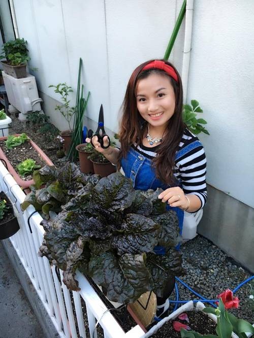 trồng rau sạch, trồng rau Việt ở Nhật, trồng rau ban công, trồng rau thùng xốp