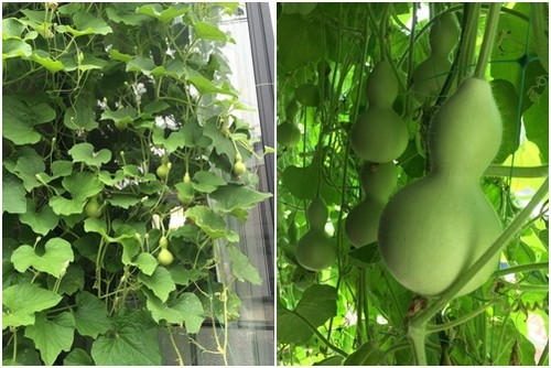 trồng rau sạch, trồng rau Việt ở Nhật, trồng rau ban công, trồng rau thùng xốp