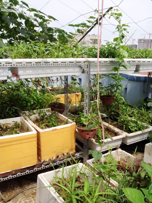 vườn rau sân thượng, vườn rau ban công, trồng rau thùng xốp, trồng rau sạch, trồng rau, nuôi gà ở Thủ đô