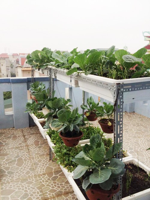 vườn rau sân thượng, vườn rau ban công, trồng rau thùng xốp, trồng rau sạch, trồng rau, nuôi gà ở Thủ đô