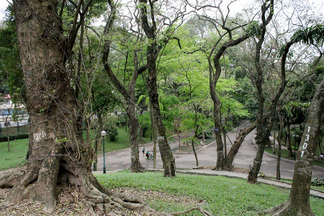 Công viên Bách Thảo được ví là lá phổi xanh của Hà Nội. Ngoài quần thể sưa đỏ quý hiếm bậc nhất hiện nay, trong công viên còn bảo tồn rất nhiều loại cây cổ thụ, các giống cây cỏ lạ độc đáo từ khắp mọi nơi trên thế giới.