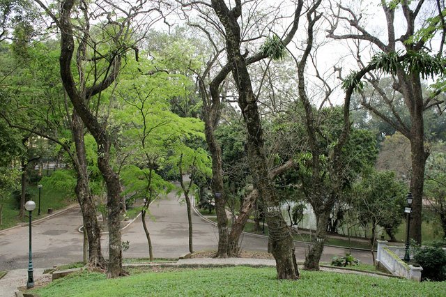 Hiện nay tại công viên Bách Thảo có khoảng 40 cây sưa đỏ, trong đó cây có đường kính lớn nhất khoảng 75cm, nhỏ nhất khoảng trên 10cm.
