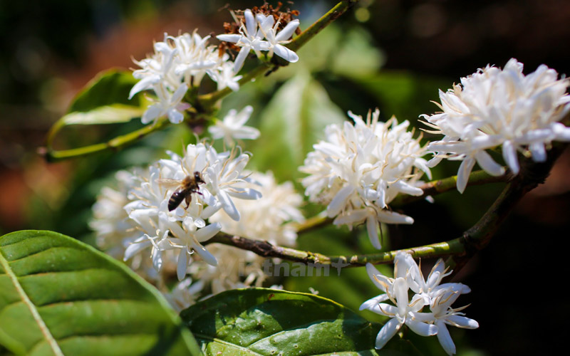   Mùi hương ngọt ngào của hoa càphê quyến rũ từng đàn ong khắp nơi bay về. (Ảnh: Minh Sơn/Vietnam+)
