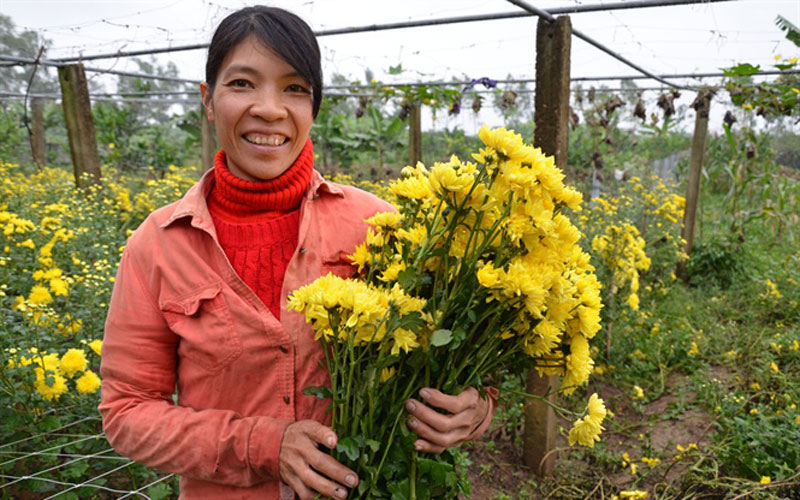 Thu hoạch hoa ở huyện Thường Tín