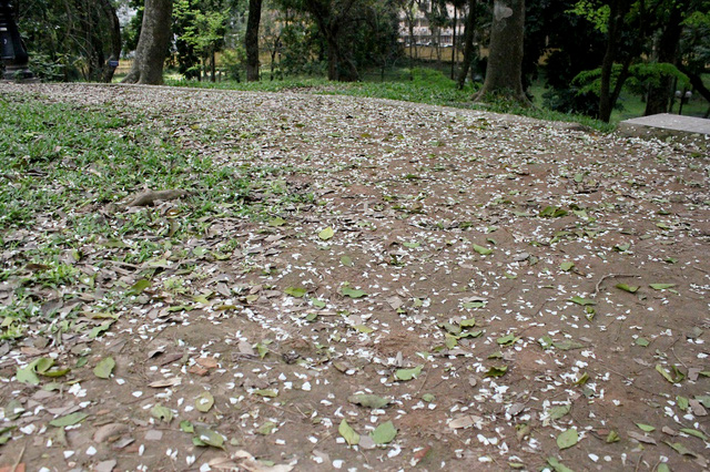 Những cánh hoa sưa mỏng, rụng trắng cả một khoảng đất trong công viên Bách Thảo.