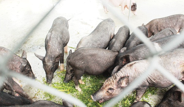 Đàn lợn hương được cho ăn thảo dược nên sức đề kháng cao, chất lượng thịt ngon hơn.