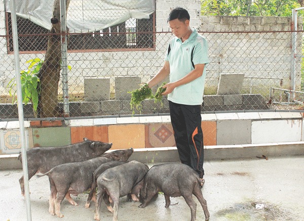 Anh Vĩnh bên đàn lợn hương.