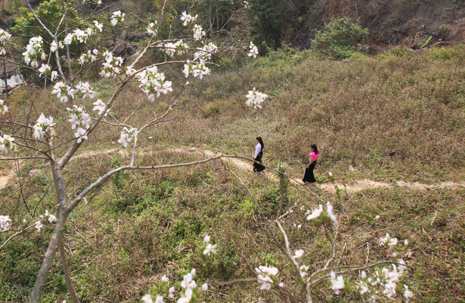 Tháng 3, khi nắng ấm dần cũng là lúc Tây Bắc chìm trong sắc trắng hoa ban. Trên quốc lộ 6 đi Sơn La, Điện Biên, bên vách núi cheo leo... hoa ban đã nở rộ.