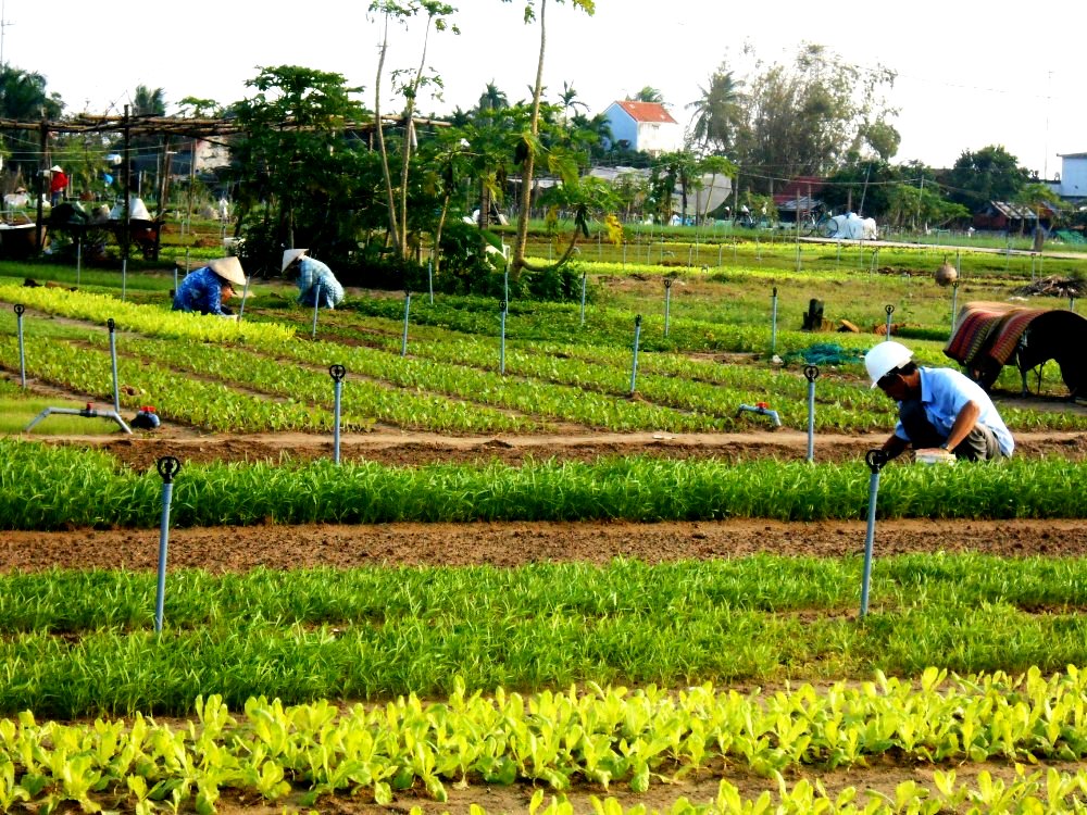 Làng rau Trà Quế với lịch sử hơn 500 năm