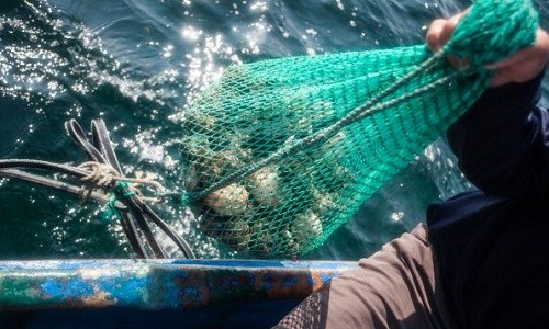 Người dân hành nghề săn ốc biển ở Lý Sơn (Quảng Ngãi) hoạt động gần như quanh năm.