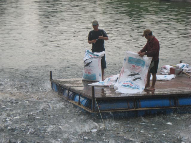 Ngành nuôi cá tra xuất khẩu tại An Giang. (Ảnh: Thuận Hải)